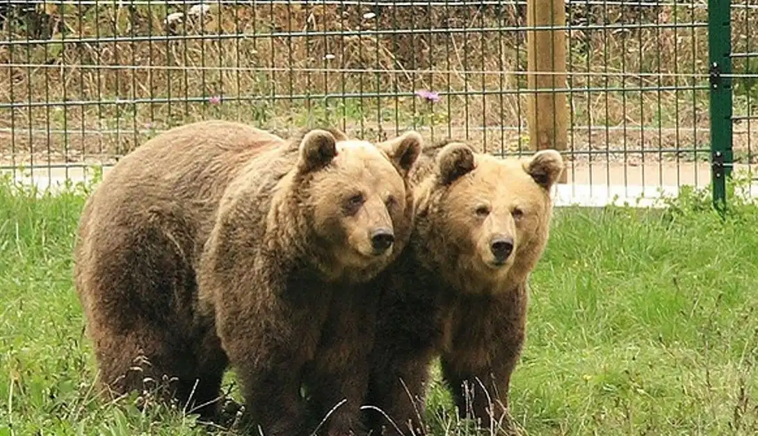 osos de la senda
