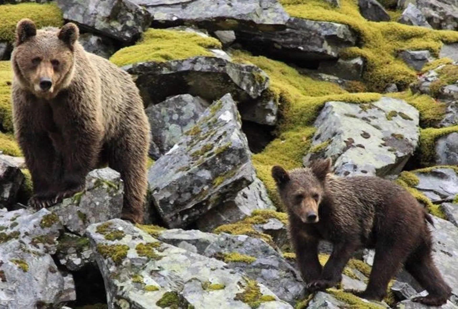Observación de la rica fauna natural en la Senda del Oso Asturias