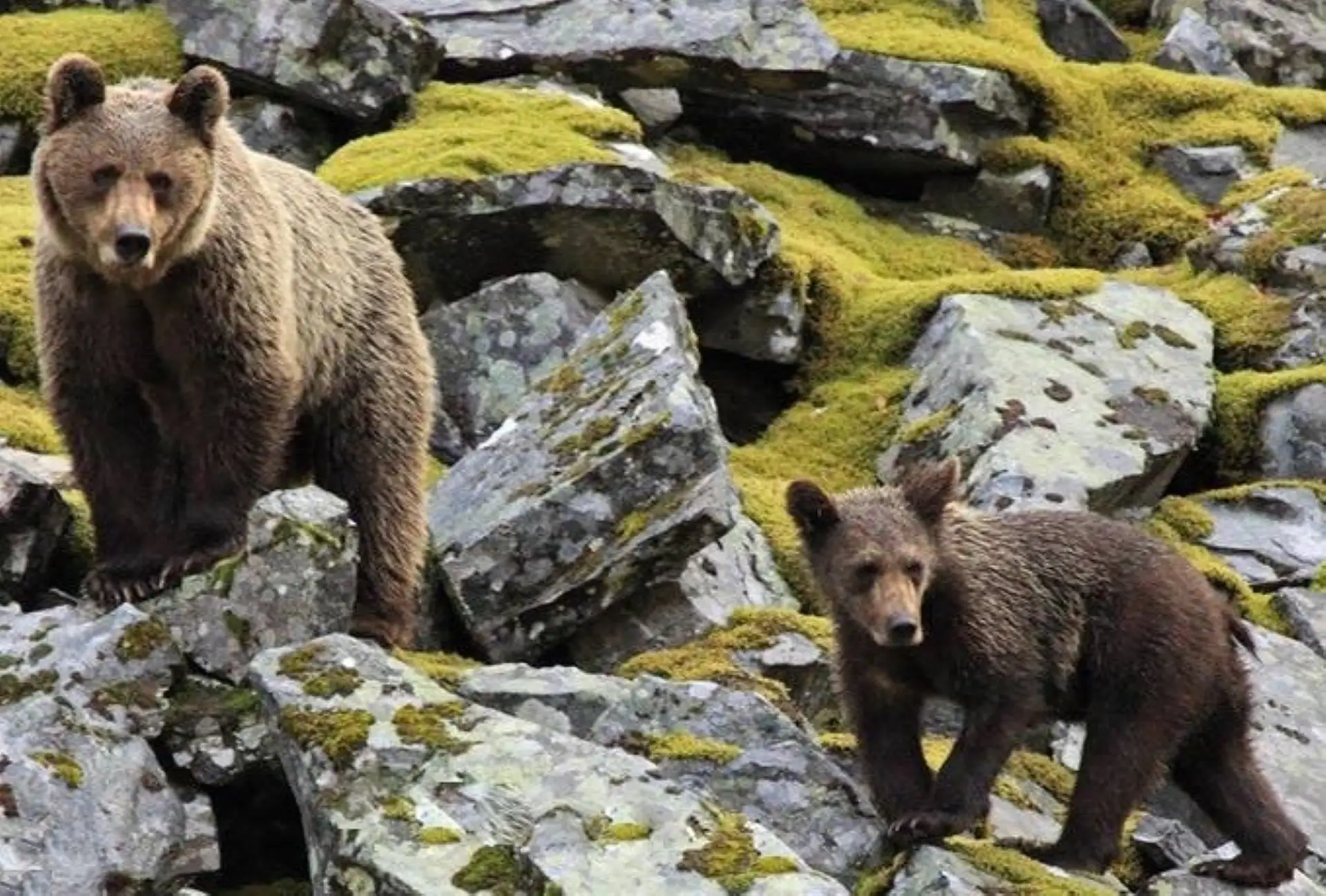 Observación de la rica fauna natural en la Senda del Oso Asturias