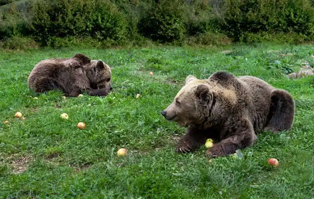 tramo mas bonitos senda del oso