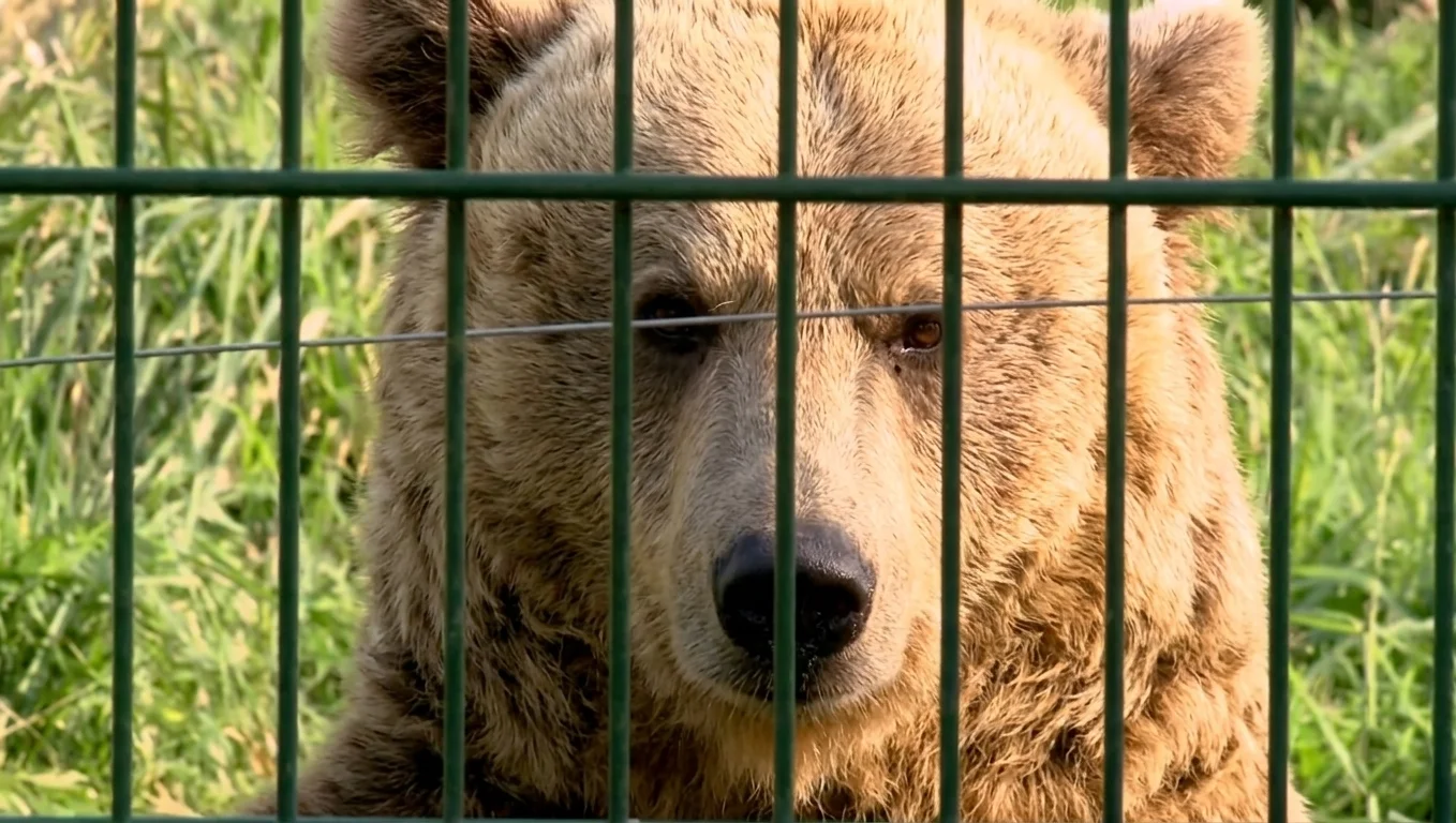 Oso pardo salvaje en Asturias