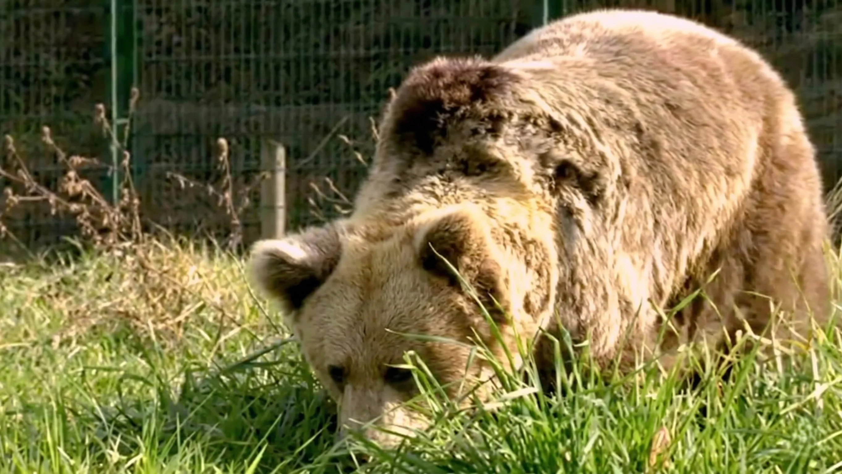 Oso pardo cantábrico en el recinto de Proaza, Asturias.