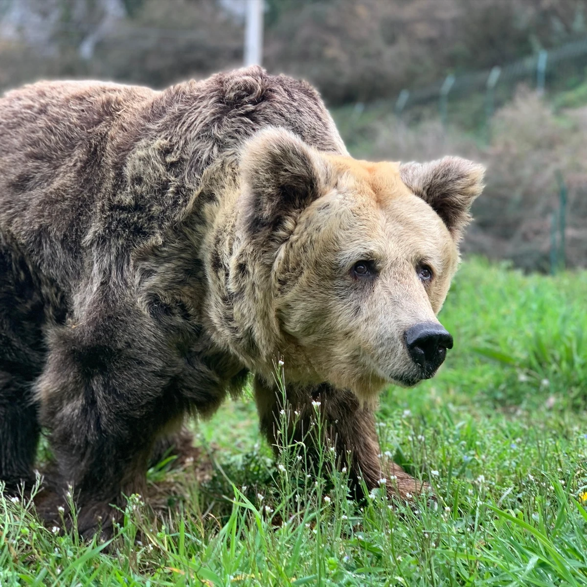 Osos en el cercado de Proaza